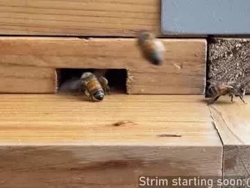 booker_baxton on Chaturbate 