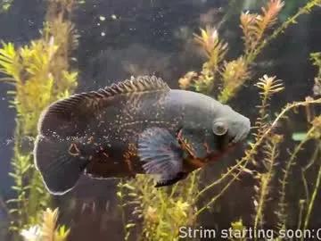 booker_baxton on Chaturbate 